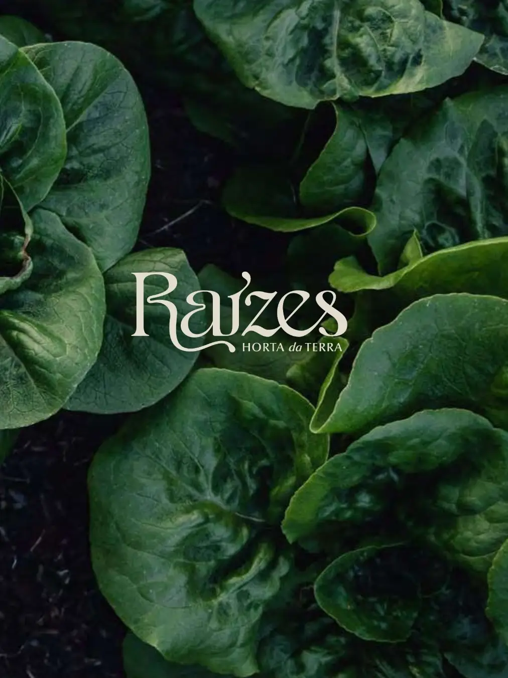 Lettuce with Raízes logo at Raízes, Horta da Terra